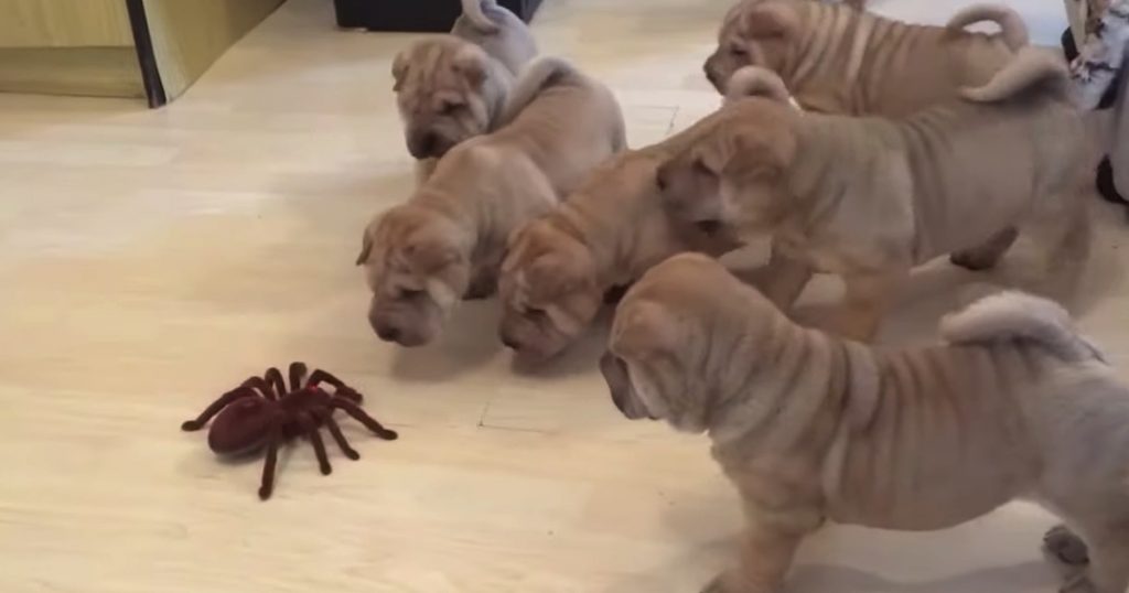 Shar Pei Puppies Team Up To Check Out And Take On Fake Spider