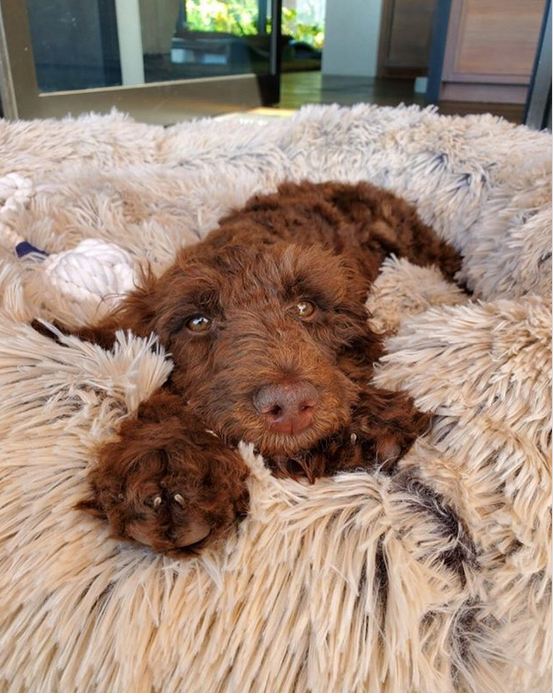 Ellen DeGeneres Rescues Adorable New Puppy- And Wants You To Adopt Her Mom