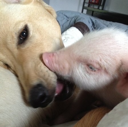 Dog Adopts Rescued Piglet and Helps Nurse Her Back to Health
