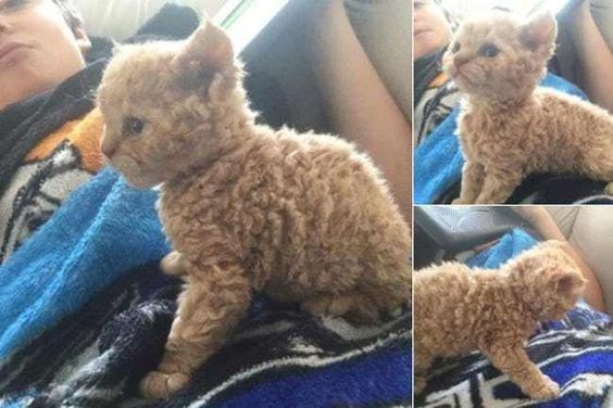 20 Poodle Cats That Are So Fluffy You’ll Squeal