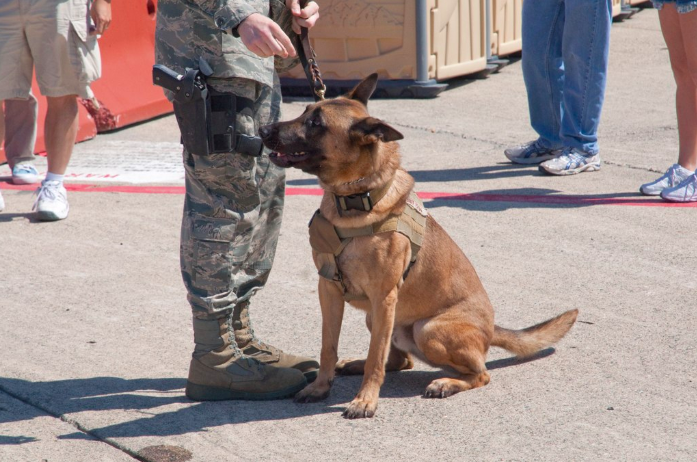 The Air Force Is Looking For People To Adopt Retired Military Working Dogs