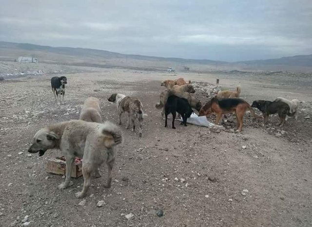 Stray Dog Who Lived At The Garbage Dump Would Beg People To Adopt Him