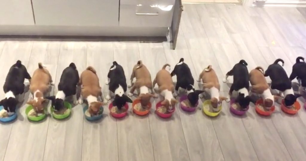 14 Basenji Puppies Are Called To Dinner And Eat Together In Unison