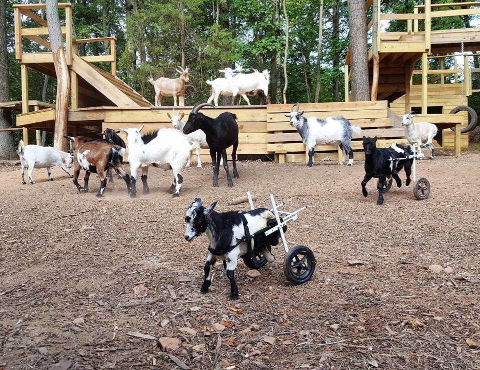 Woman Quits Her Six-Figure Job And Gives Up Everything To Raise Baby Goats With Special Needs