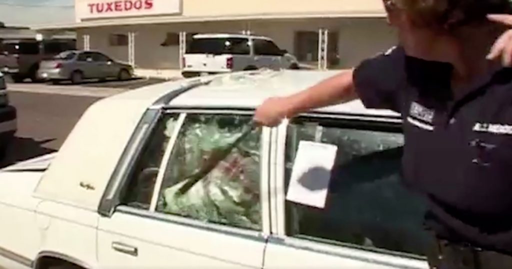 7 Dogs Were Trapped In A Hot Car For Days When Police Arrived On Scene