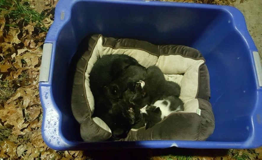 Male Cat Found Cuddling Kittens Abandoned In A Recycling Bin On The Road
