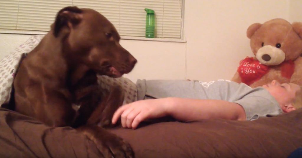 Dog Senses Owner’s Pass Out Spell 15 Minutes Before It Happens And Readies Her