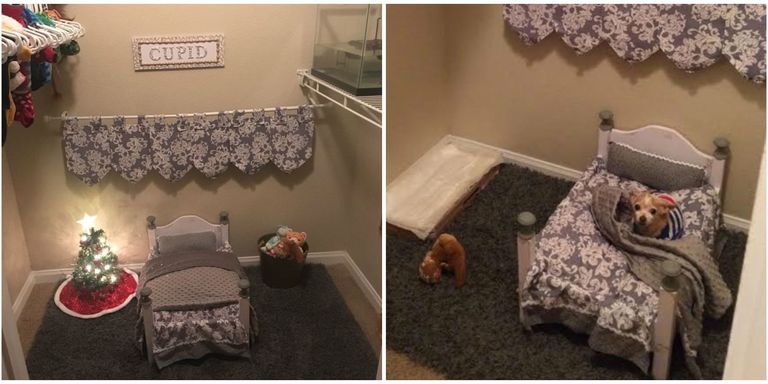 Student Turns Her Closet Into An Adorable Bedroom For Her Senior Dog