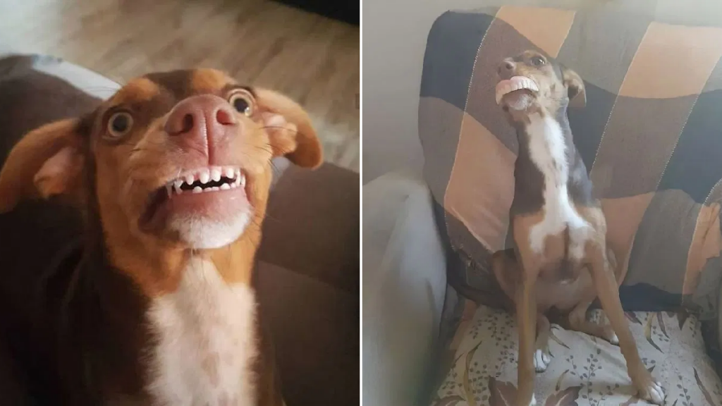 Grandma Searches All Over For Dentures, Smiling Dog Had Them All Along