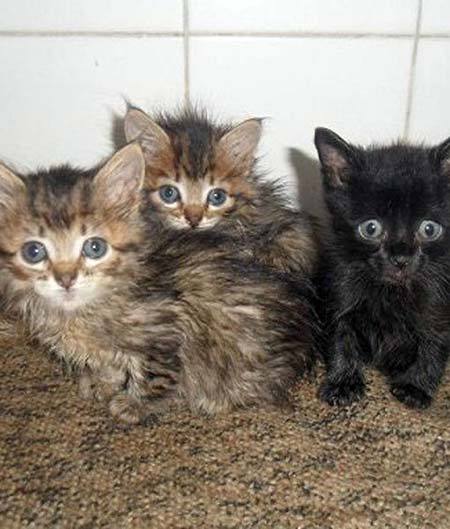 Dog Finds a Box of Kittens in the Trash and Takes Them Home One-By-One