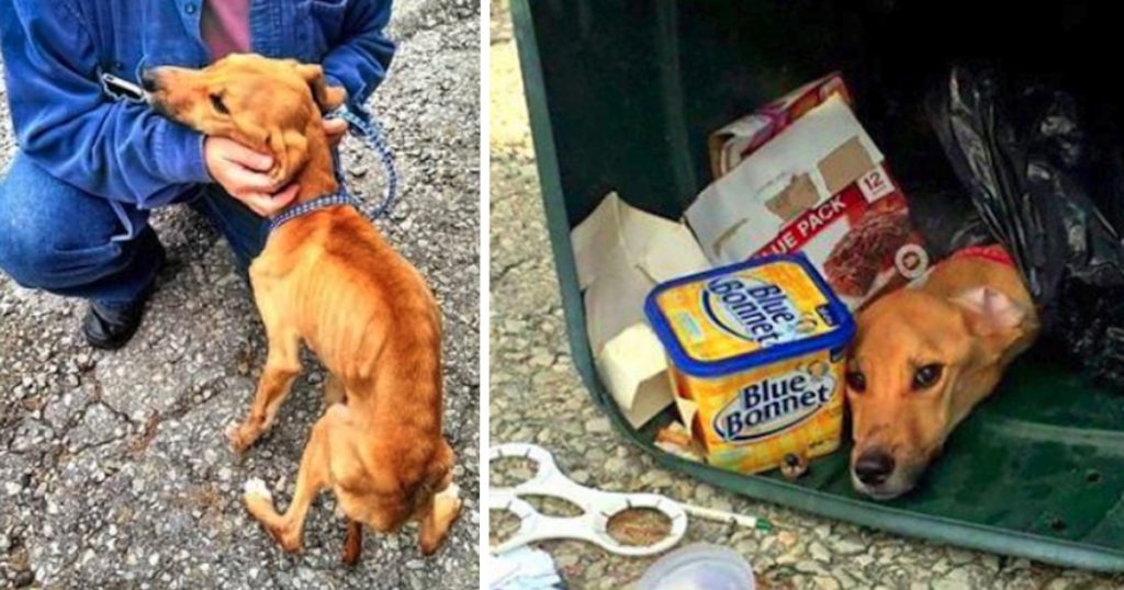 Woman Throws Her Dog In The Trash So She Can Move In With Her Boyfriend