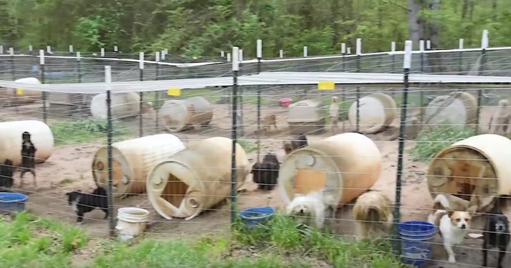 Rescuers Roll Up On A Property In Georgia Imprisoning 350 Dogs