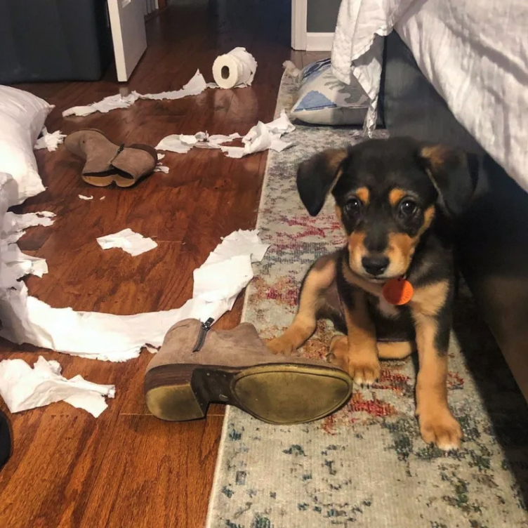 16 Guilty-Looking Dogs Who Didn’t Make The Mess