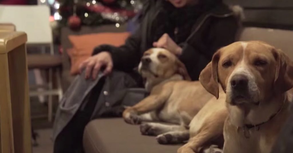 Cafe Opens Its Doors At Night To Give City’s Stray Dogs A Safe Place To Stay