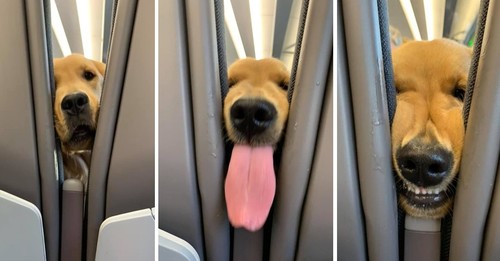 Goofy Puppy Turns International Flight Into A One-Dog Comedy Show