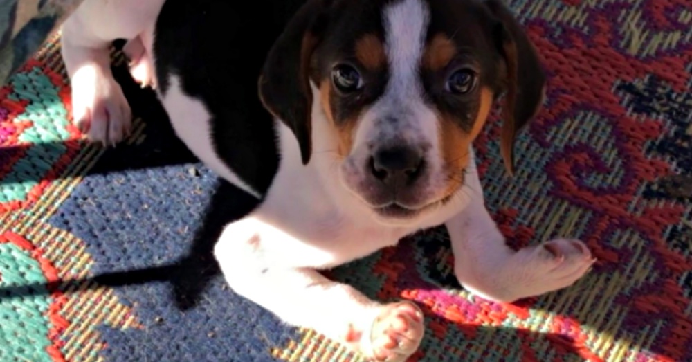 Puppy Born With Upside-Down Paws Defies The Odds By Learning To Walk.