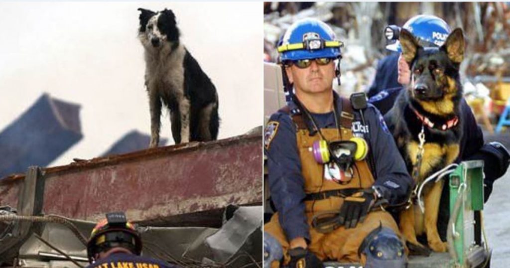 Twitter Just Exploded With Images Of Dogs Who Were At Ground Zero On 9/11