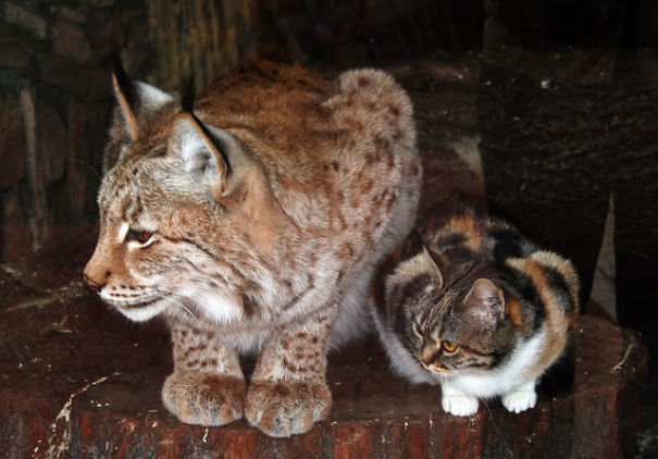 Kitten Breaks Into The Zoo And Befriends A European Lynx