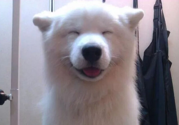 15 Happy Dogs Flashing Their Smiles