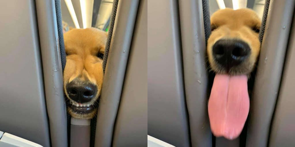 Entertaining Pup Makes The Most Out Of His First Long Flight