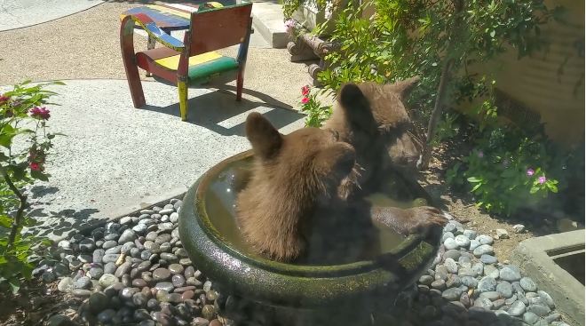 Family Wakes Up To Find Bear Cubs Splashing Around In The Bird Bath