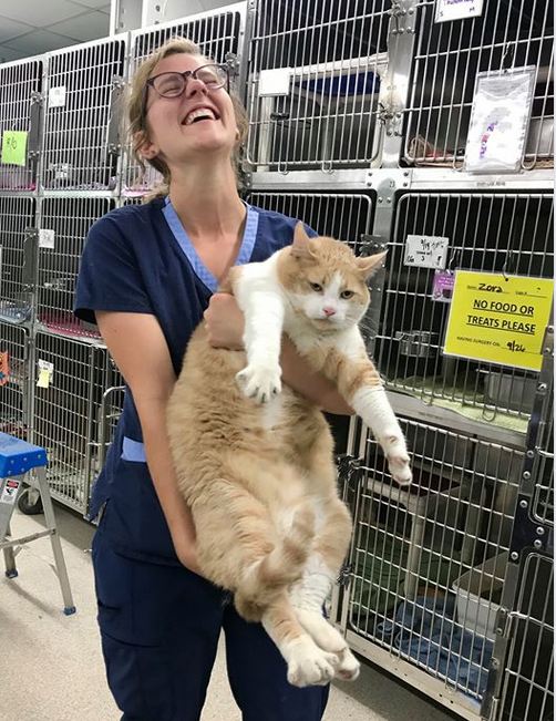 30-Pound Cat Named ‘The Big Lebowski’’ Abides At The Shelter Waiting For His Forever Home