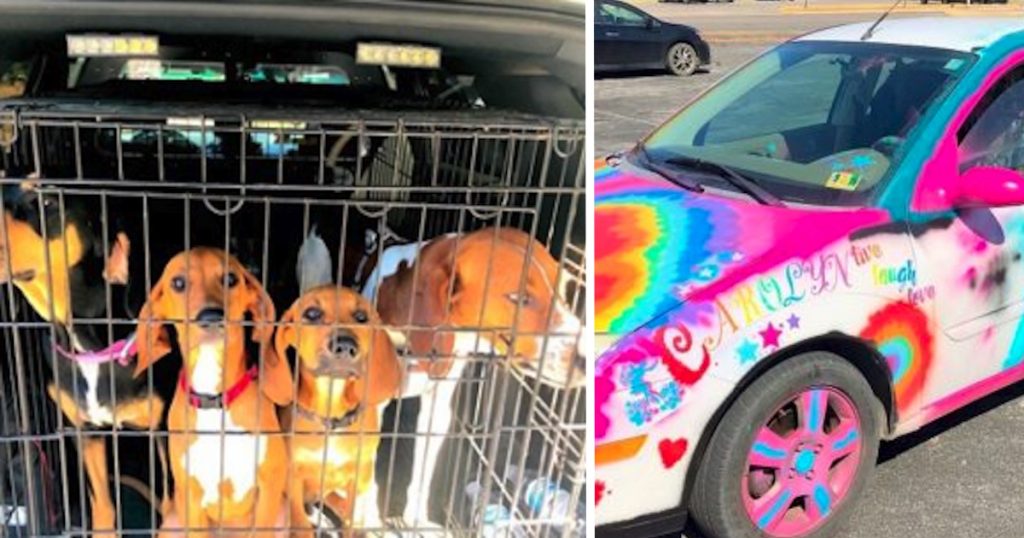 4 Dogs Found Locked In Hot Car, Couple Says They Forgot Dogs Were In There