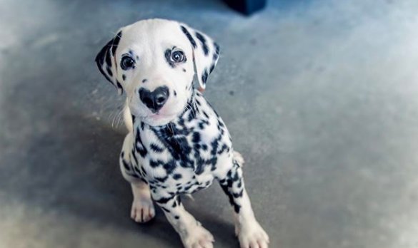 Wiley The Dalmatian Puppy Was Born With A Heart-Shaped Nose And The Internet Is In Love