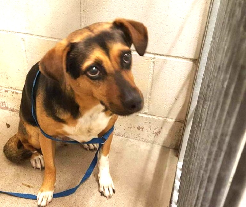 Family Abandons Their Dog At The Shelter To Take Another Dog On Vacation