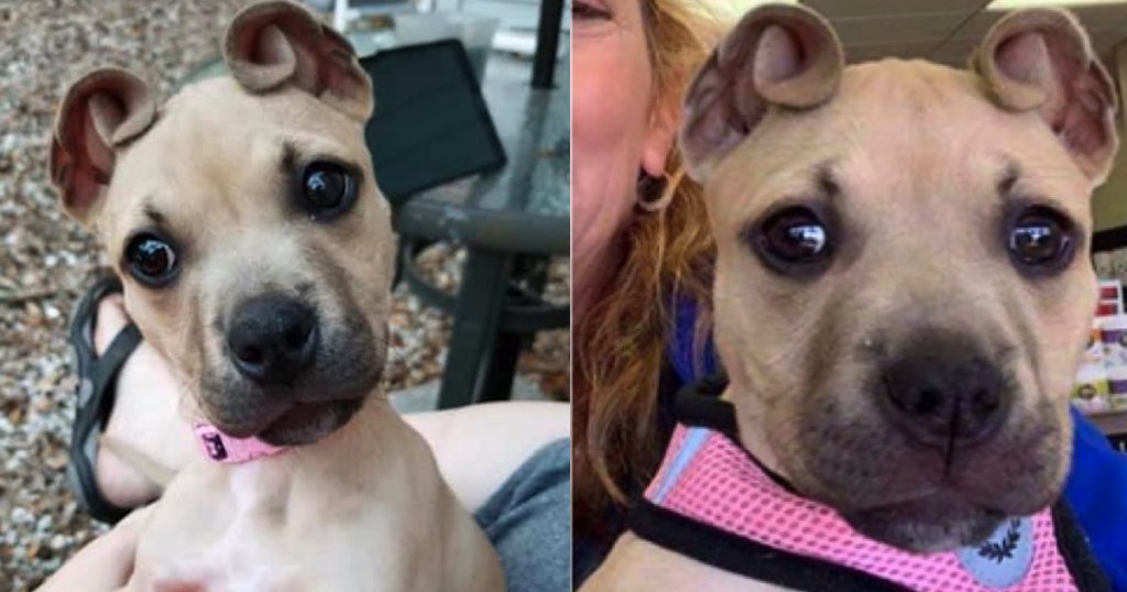 Dog With ‘Cinnamon Roll’ Ears Rescued As Part Of An Abandoned Litter