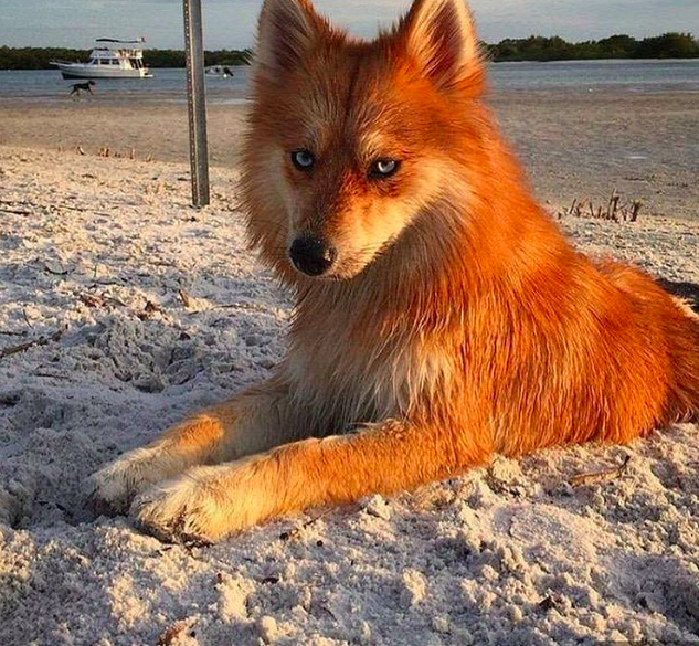 This Is Mya The Pomsky, The Girl Dog Who Resembles A Fox