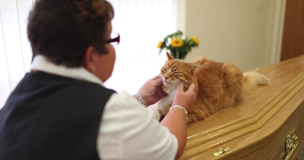 Local Cat Senses When There’s A Funeral And Heads Over To Help Mourners Grieve