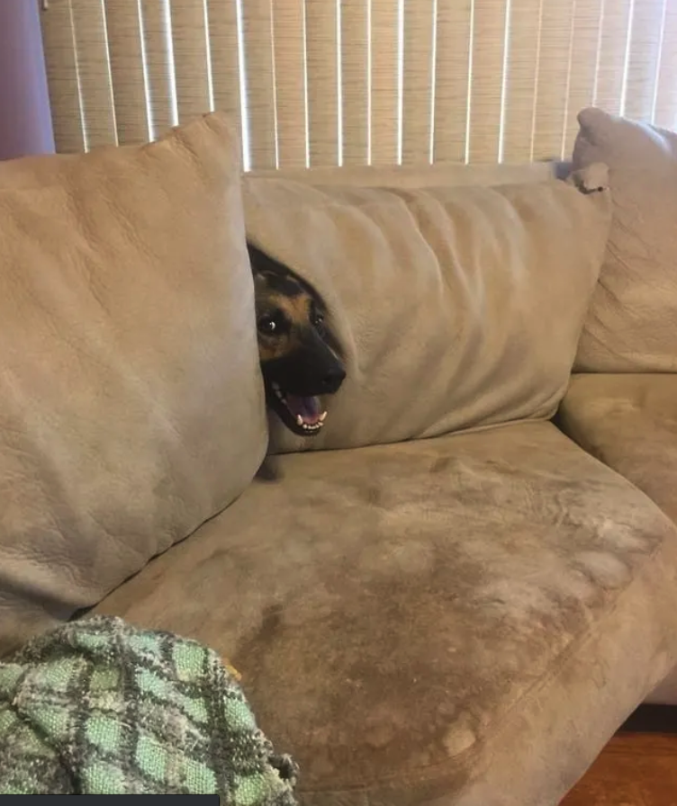 19 Dogs Who Found Themselves In Some Peculiar Situations