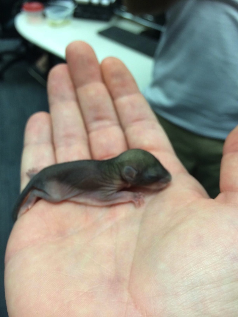 Man Finds Baby Squirrel Dying On A Hot Sidewalk And Scoops Him Up