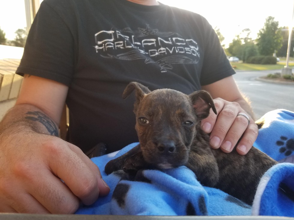 Stray Puppy Without A Paw Set To Be Euthanized For Being A Pit Bull