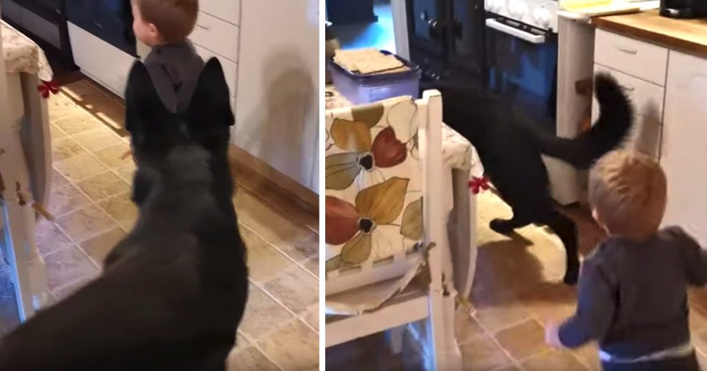Toddler And German Shepherd Play Tag Around The Kitchen Table
