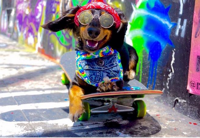 Meet Rowdy: The Adorable Miniature Dachshund Who Loves Skateboarding