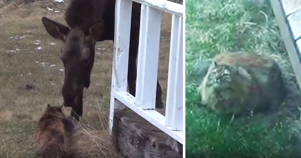 Cat And Moose Have Daily Routine Of Running Out To Meet Each Other