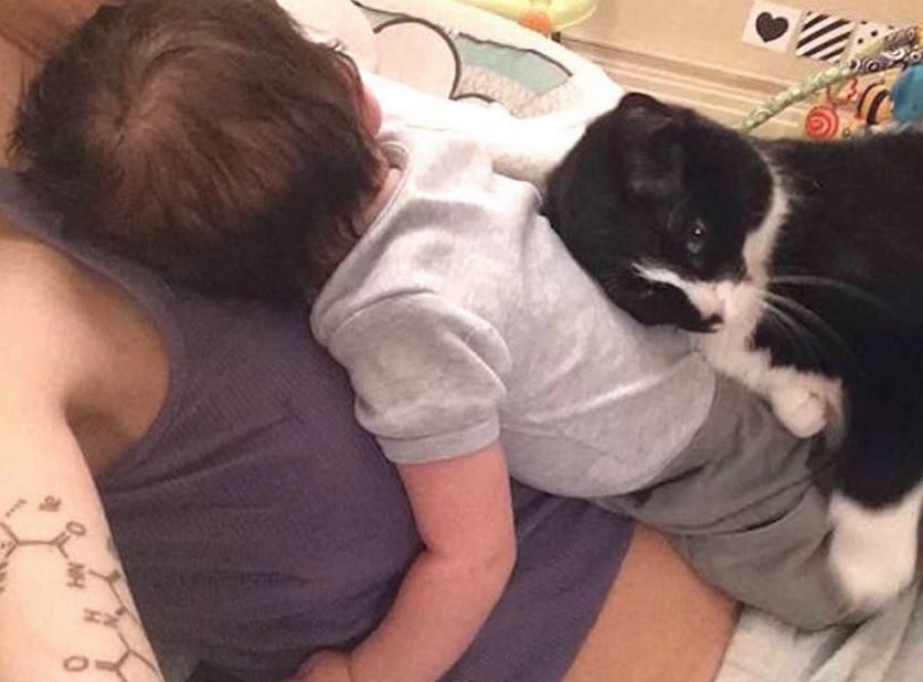 Adopted Cat Waits 9 Months By Mom’s Belly For The Baby To Arrive