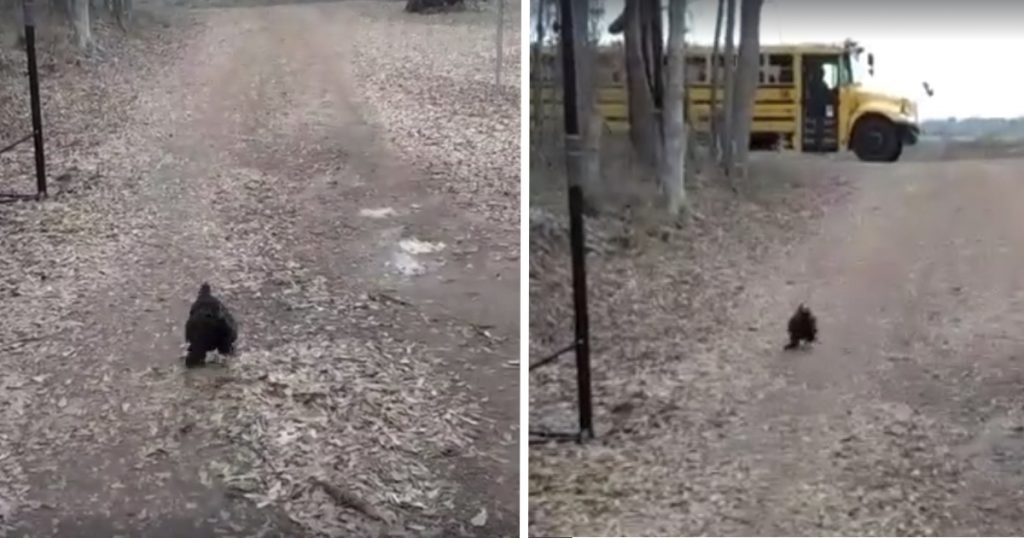 Rooster Pet Runs Out To Greet His Human Every Day After School