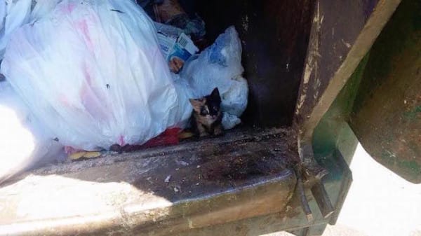 Garbage Man Spots Tiny Kitten In One Of The Bags In His Truck