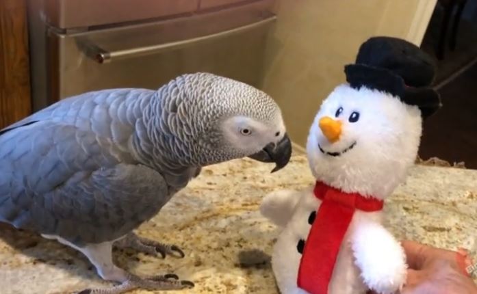 Dancing parrot and snowman have some awesome moves