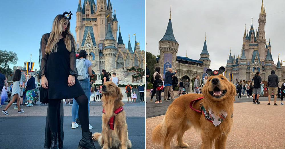 Service Dog Goes Wild Over ‘Up’ Dog At Disney World