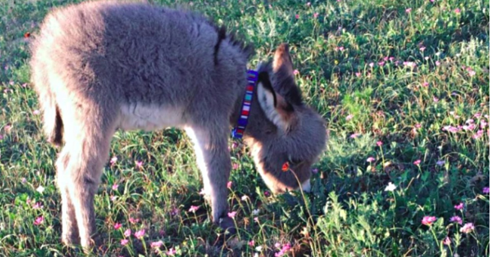 Teenage Girl Takes In Abandoned Baby Donkey And Nurses Him Back To Health.