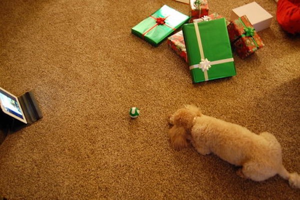 Dog and Dad Share Touching Online Exchange on Christmas Day