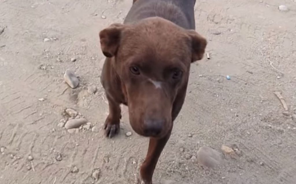 Stray Dog Sits In Same Spot Every Day, Waiting For Someone To Save Him