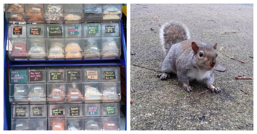 Clever Bandit Squirrels Trick Nut Seller Into Giving Them Free Nuts