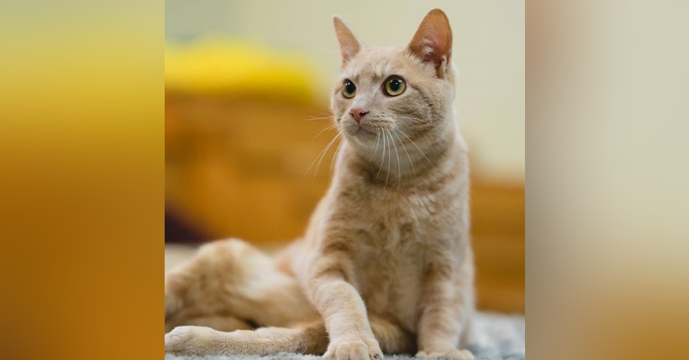 Crippled Kitten Gets Custom Wheels, Allowing Him To Finally Run and Play With Other Cats