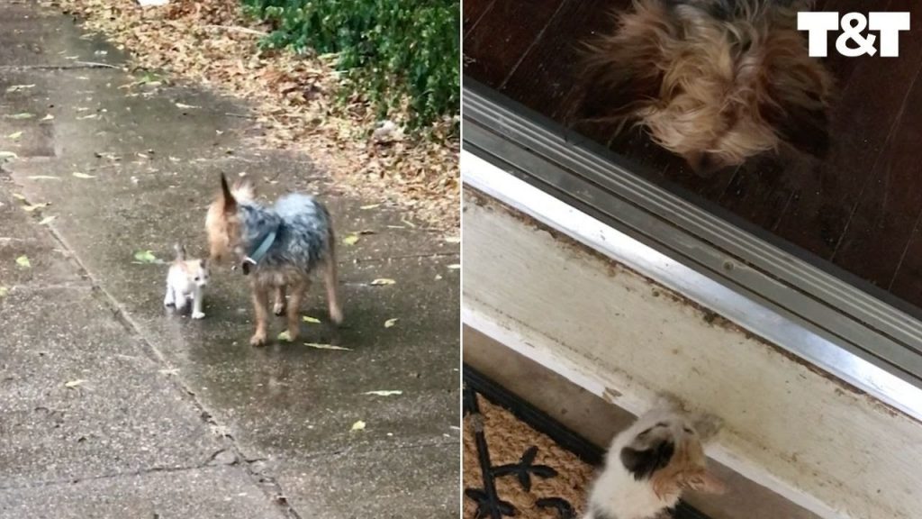 Dog Rescues Abandoned Kitten And Brings Her Home