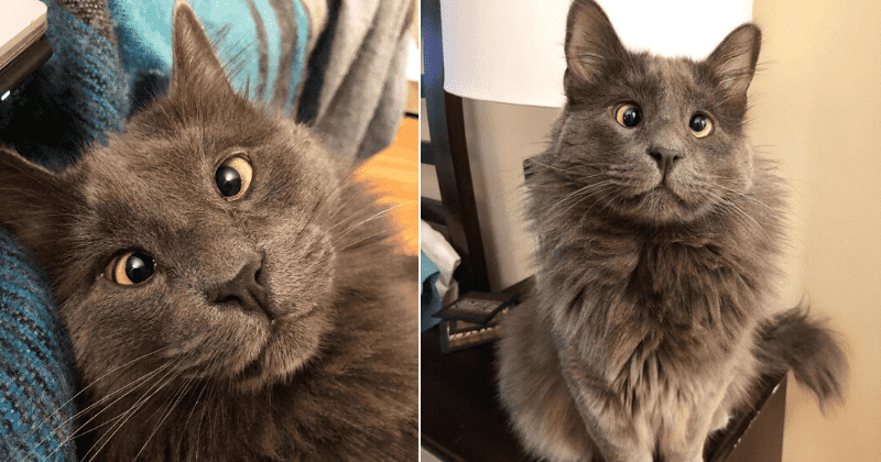 Cross-Eyed Rescue Cat Raises Money For Other Shelter Animals